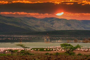 beautiful sunset over the lakes of Baringo with pink flamingos in the foreground