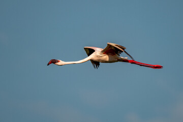 Fototapeta premium beautiful sunset over the lakes of Baringo with pink flamingos in the foreground