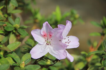 少しだけピンク色の斑点がある、白いツツジ