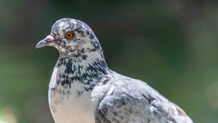 Portrait of a white pigeon spotted with blue gray. Depigmentation of the plumage called vitiligo	