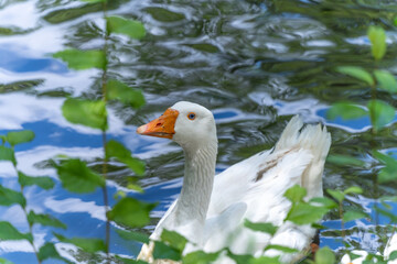 Portrait of a swan	