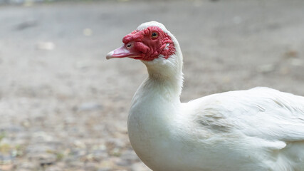 Portrait of a Muscovy duck, with its red and white head