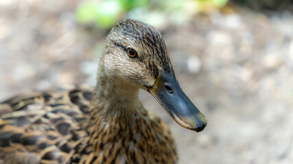 Portrait of an outdoor cane