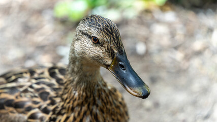 Portrait of an outdoor cane