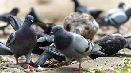 Fototapeta premium Large gathering of pigeons jostling each other. View close to the ground