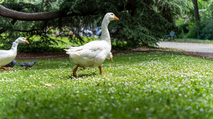 White geese walking in a group in the grass, view near the ground