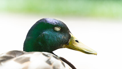 Obraz premium Portrait of a mallard duck, in profile, outdoor in spring 