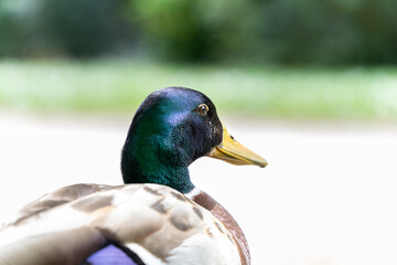 Obraz premium Portrait of a mallard duck, in profile, outdoor in spring 