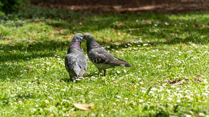 Young couple of pigeons in full love ritual, in spring