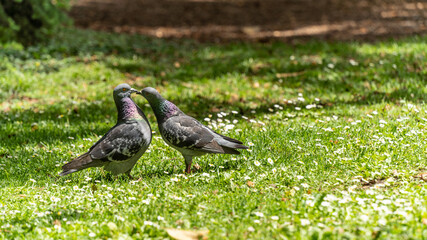 Young couple of pigeons in full love ritual, in spring