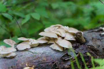 Wild forest mushrooms growing on an old fallen tree in a summer forest