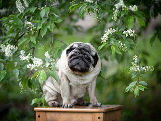 Cute beige pug sitting on a chair in the garden under the branches of bird cherry. High quality...