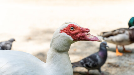 Portrait of a Muscovy duck, outdoors. White body, red head and beak, blue eyes	