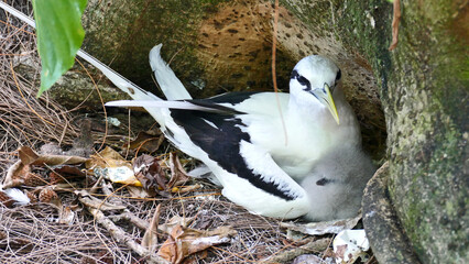 White-tailed tropicbird with chick