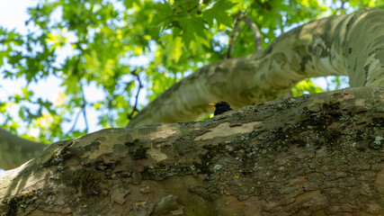 Close-up on a blackbird singing in a plane tree