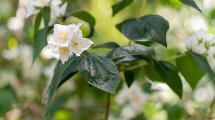 Beautiful close-up on a syringe, also called jasmine of the poets, its pretty white flowers grouped together and its large green leaves, in spring	