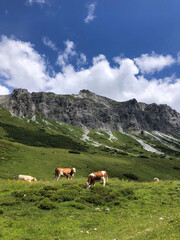 Fototapeta na wymiar cows on the mountain