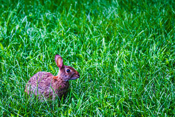Bunny Rabbit in the Tall Grass