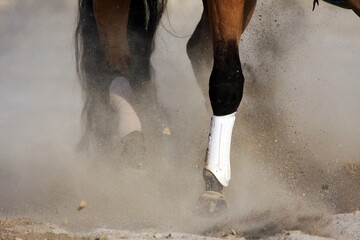 Fototapeta premium Horse legs in action #7