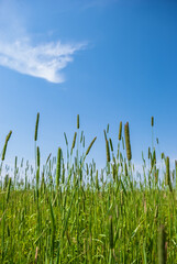 Fototapeta premium Juicy green grass against the background of a blue sky with clouds.