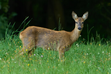 Reh  am Waldrand         Roe deer