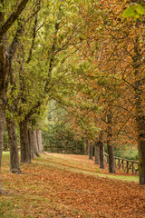 Fototapeta premium autunno