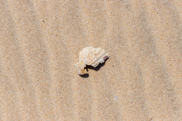 Fototapeta na wymiar Half of a scallop shell on the sand, Ria Formosa, Natural Park, Algarve
