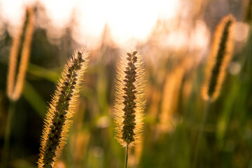 Grassland against sky during sunset 