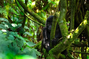 Mountain gorilla in the Mgahinga national park. Gorila have a rest in the forest. Rare wild animal in the Uganda. Walking in tha rain forest. 