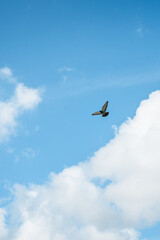 seagull flying in the sky