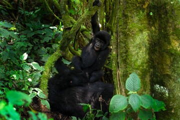 Mountain gorilla in the Mgahinga national park. Gorila have a rest in the forest. Rare wild animal in the Uganda. Walking in tha rain forest. 