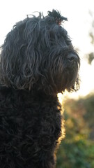 dog portuguese water