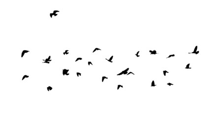 A flock of flying birds. Vector illustration