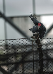 black and red parrot © Myname