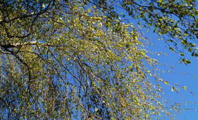 beautiful green tree branches against the blue sky on a sunny spring day