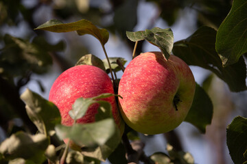 Two ripe apples on a branch