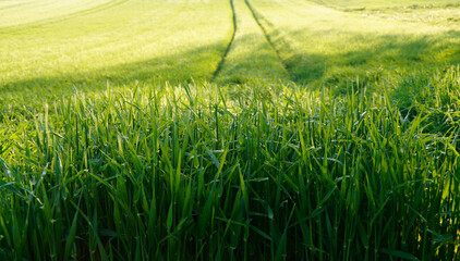 succulent green grass on a fine spring day
