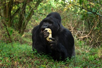 Mountain gorilla in the Mgahinga national park. Gorila have a rest in the forest. Rare wild animal in the Uganda. Walking in tha rain forest. 