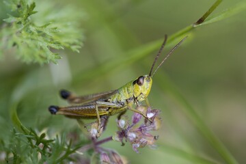 locust on a leaf