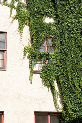 Fototapeta na wymiar old building covered with ivy