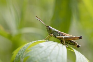 locust on a leaf