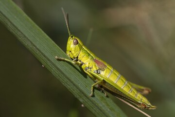 locust on a leaf