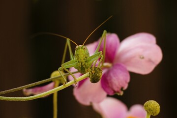 grasshopper on a flower