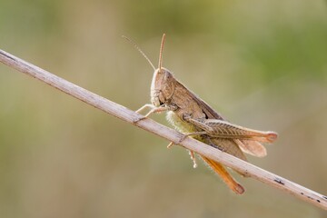 locust on the grass