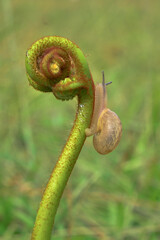 A snail on fern shoot