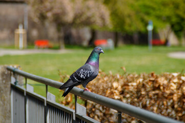 a beautiful dove sitting on a handrail