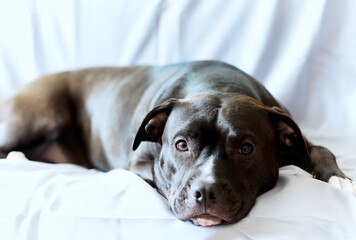 American pit bull terrier on bright background. Close up. 