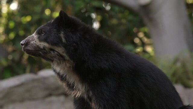 This video shows the profile of an Andean Bear (Tremarctos ornatus) sniffing the air at sunset.
