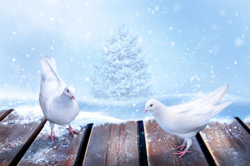 Winter snowy Christmas card. A pair of white doves on a wooden surface against the background of...