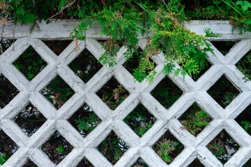 Greenery on the background of a blurred stone lattice fence.
